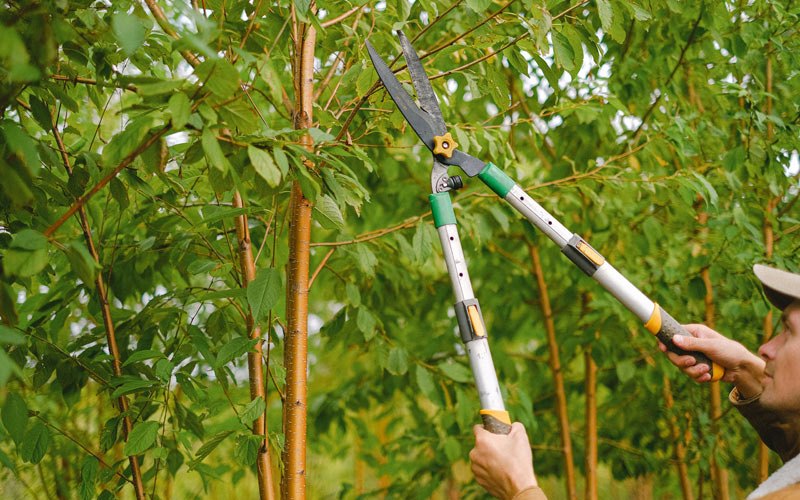 Tree trimming in Washington, IA